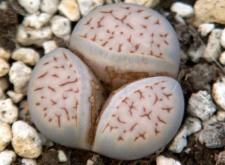 Lithops_julii